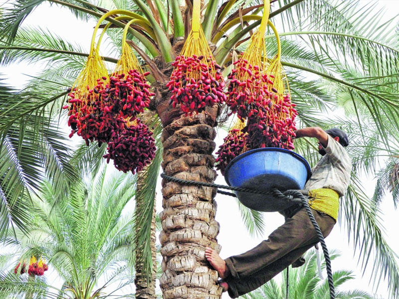 ثمار «جمرة القيظ»