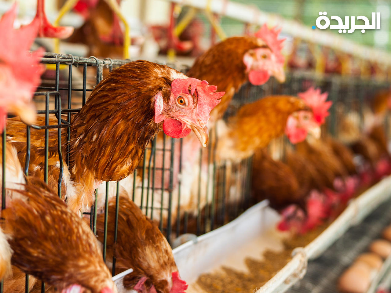 طيور - أرشيفية