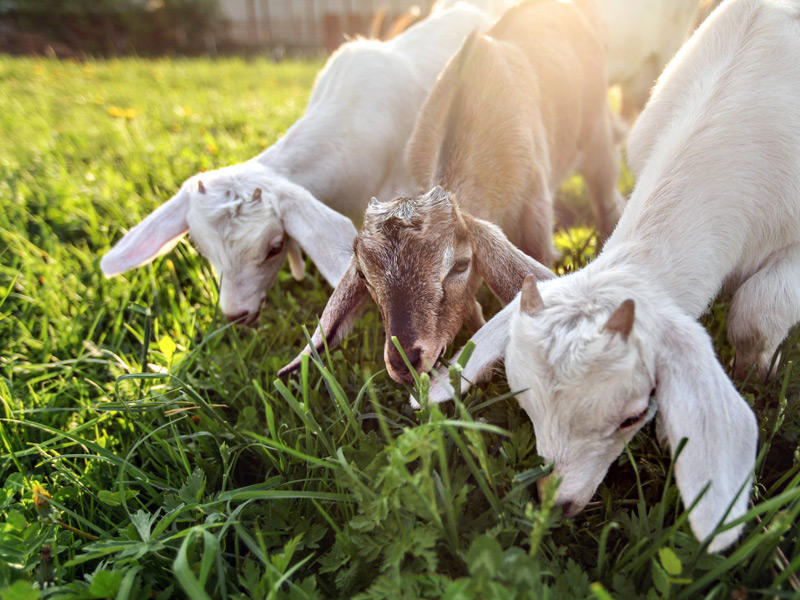 الماعز اثناء تنظيف الحديقة 