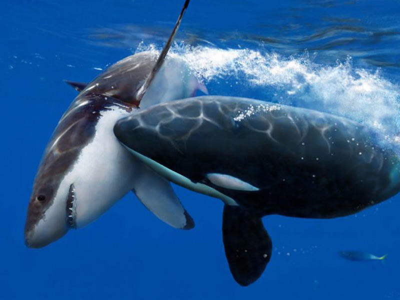 اسماك الاوركا اثناء هجومها على اسماك القرش 