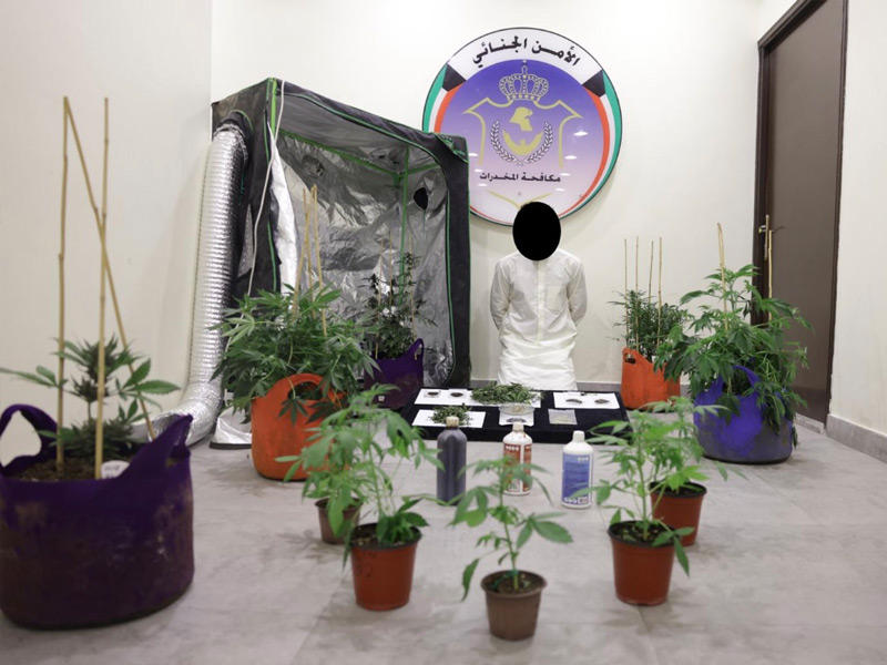 المواطن وأمامه شتلات الماريغوانا