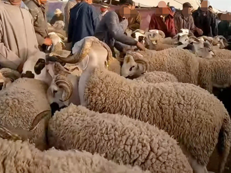 تسمين الأضاحي 