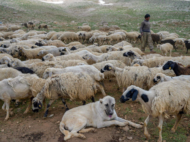 الراعي عبدالله عمري وسط قطيع أيلول يسار