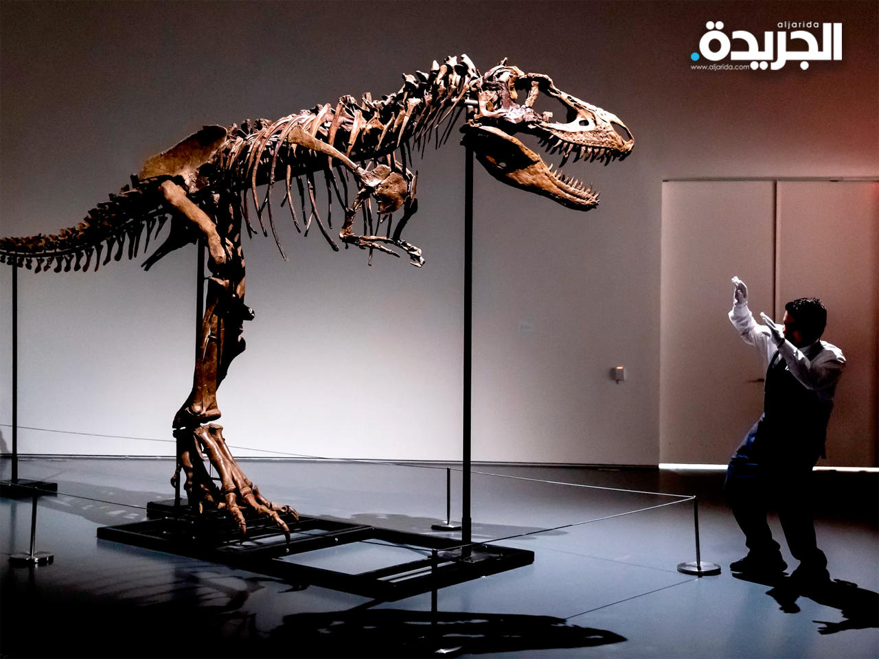 موظف في الدار يوضح حجم الهيكل العظمي للغورغوصور