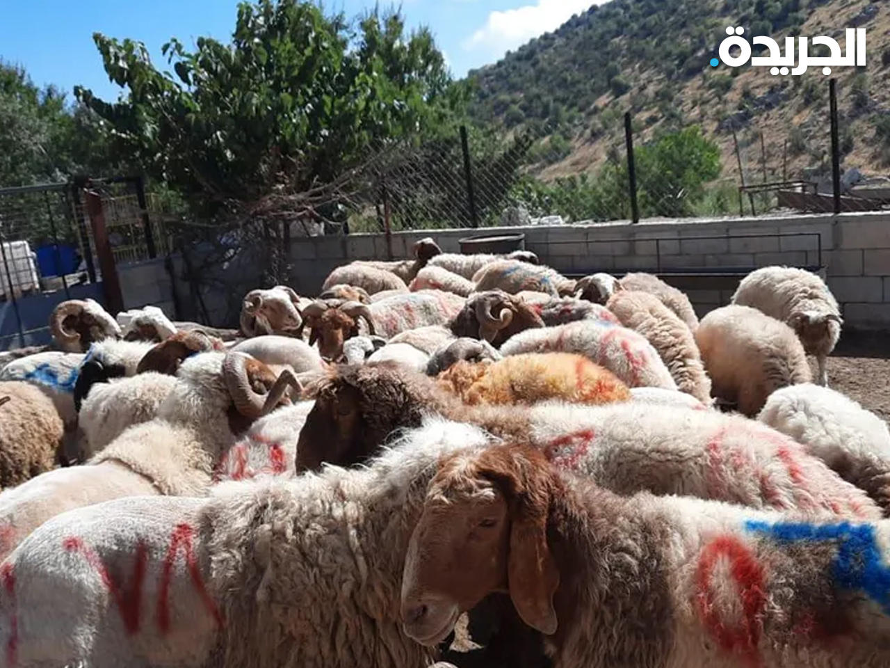 أضاحي العيد في لبنان تبحث عن مشترين