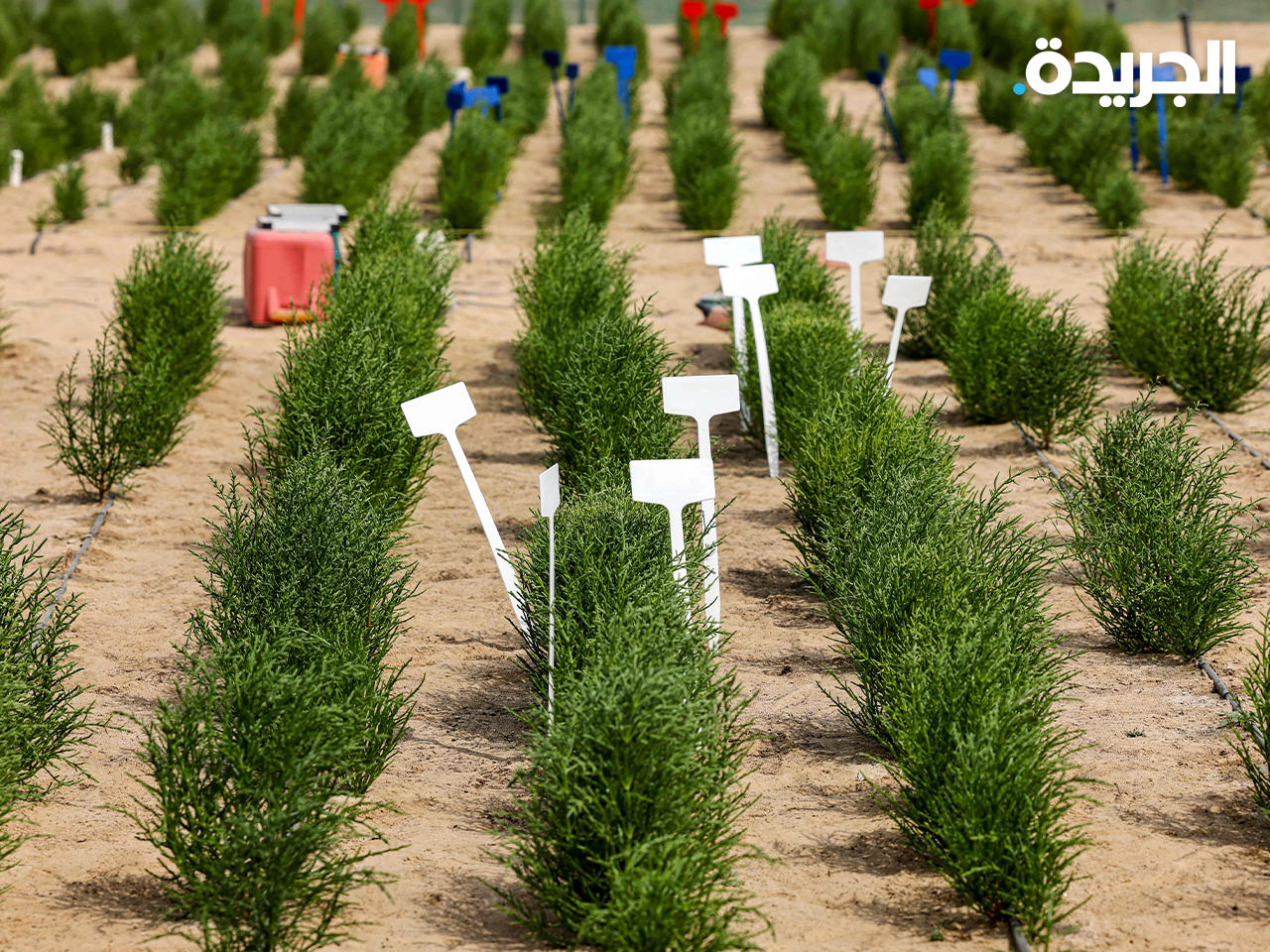 الـ«ساليكورنيا» تنمو في المياه المالحة والمناطق القاحلة