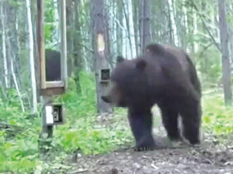 الدب الذي كاد يحارب نفسه