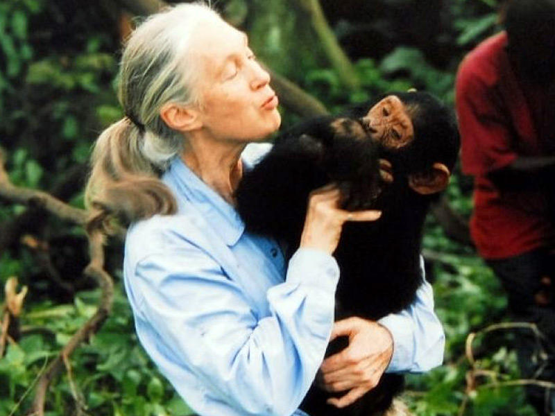 عالمة الرئيسيات الإنكليزية الشهيرة جاين غودال