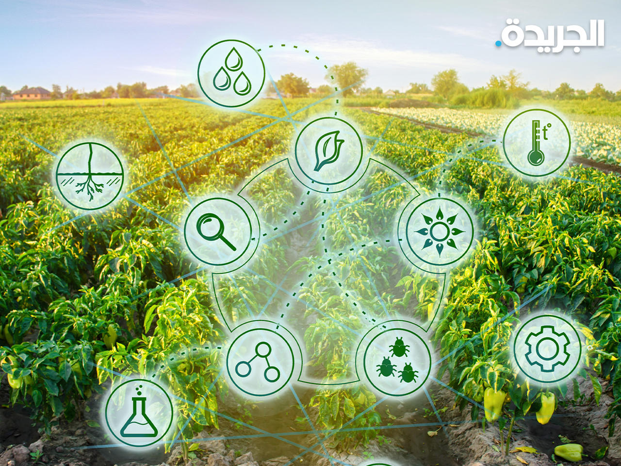 محاصيل زراعية - أرشيفية