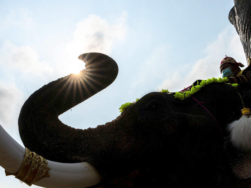 دراسة أوروبية.. الأفيال علاج أمراض السرطان لدى الإنسان