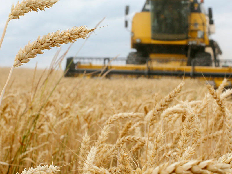 تراجع أسعار القمح 