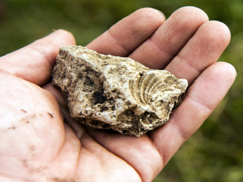 جمجمة عمرها 14000 عام الذي تم استخراج منها التسلسلات النووية والميتوكوندريا 