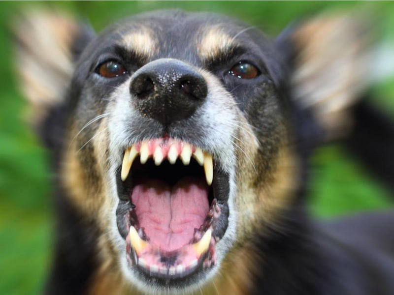 ظاهرة انتشار الكلاب المشردة تشكل خطر كبير على حياة الانسان في انحاء العالم 