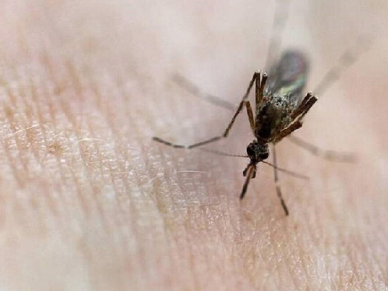 البعوض يحدد الشخص الذي يهاجمه وفقاً لرائحته ودرجة حرارة جسده