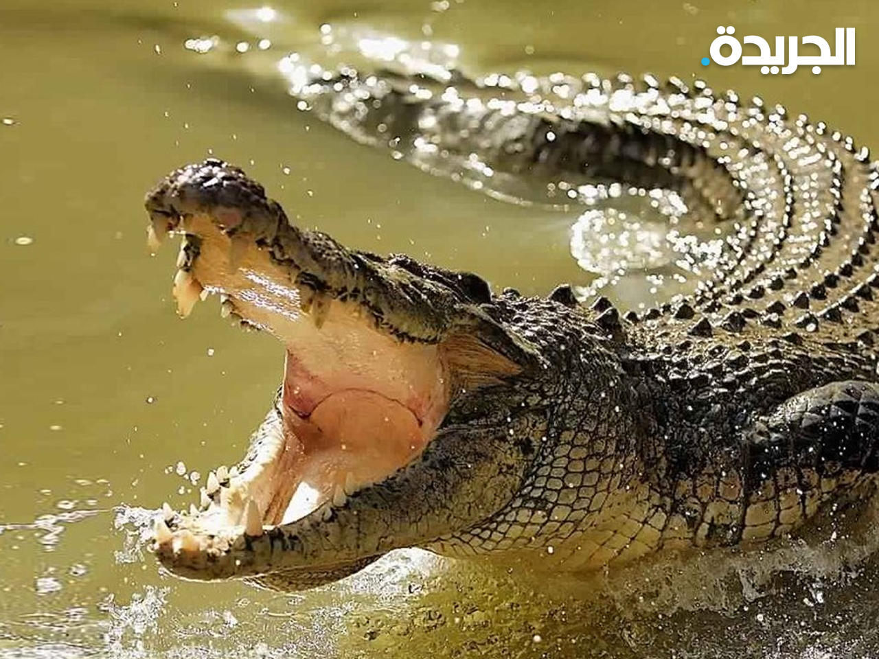 «نهاية مأساوية» لعجوز أميركية سقطت في بركة مليئة بالتماسيح