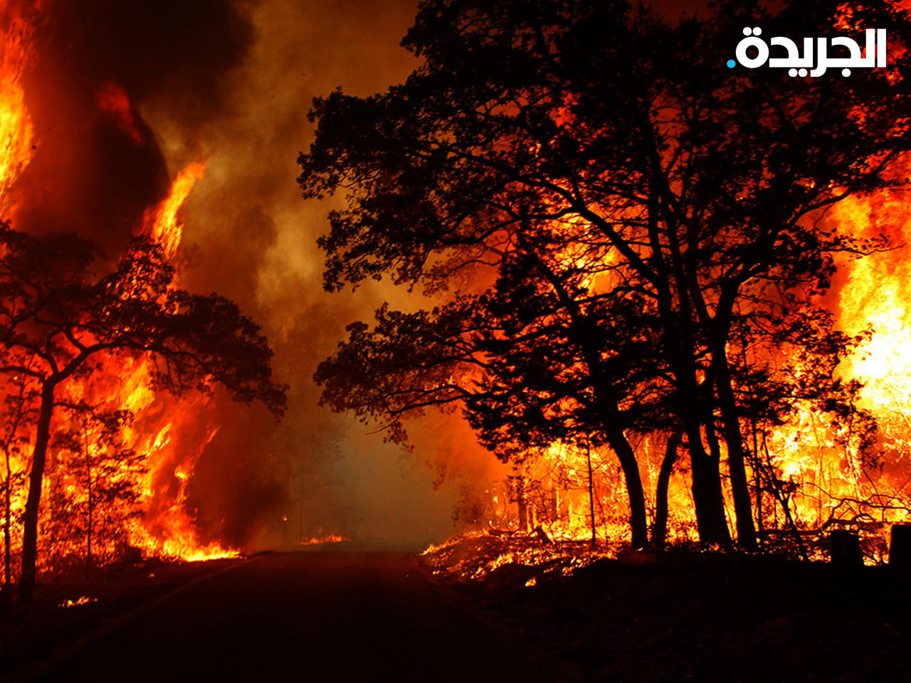 رفع مستوى التحذير من حرائق الغابات في ألمانيا