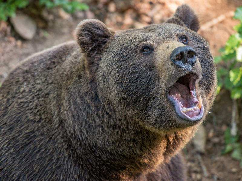 دب يهاجم بعض من سكان ولاية أوديشا الهندية