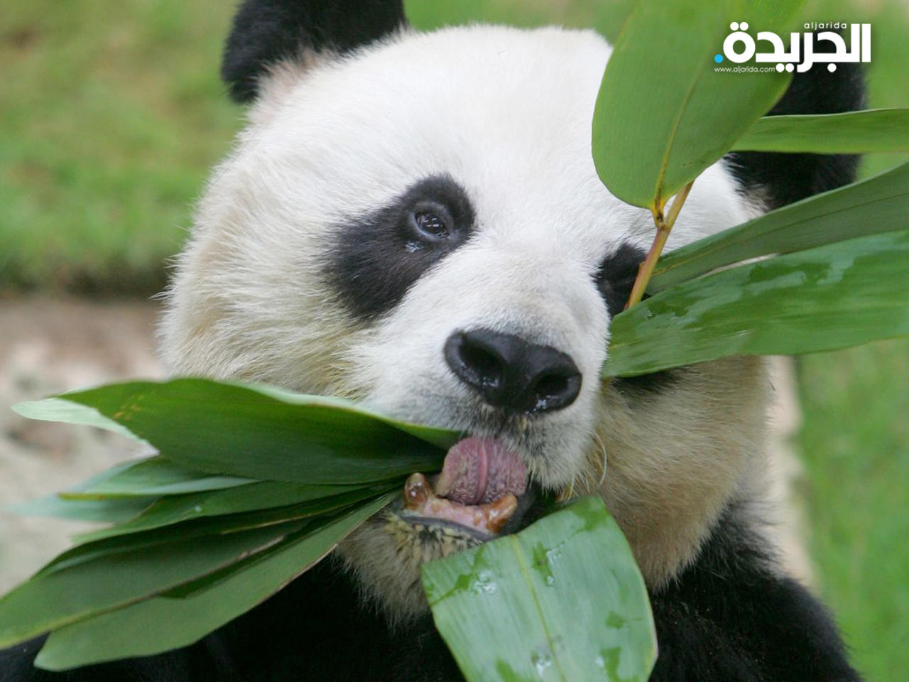 الباندا «أن أن»