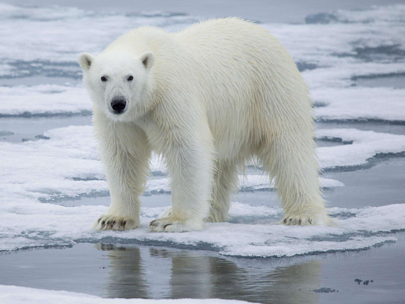 الدب القطبي التي تم اقاذه من قبل السلطات الروسية