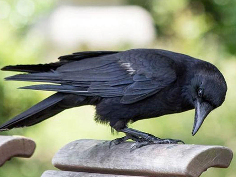 غراب يسرق نزيلة داخل منتجع سياحي في مدينة أنطاليا التركية