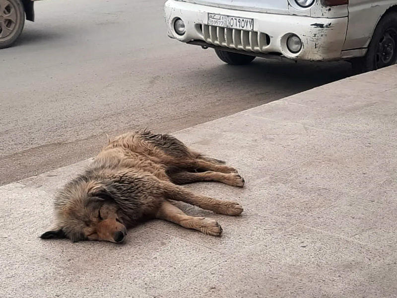احد الكلاب الضالة في شوارع دمشق 