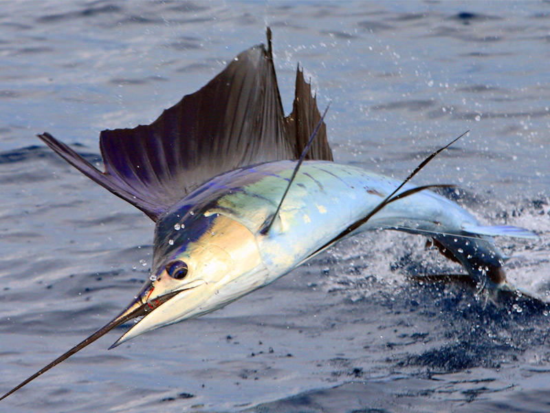 سمك المنشار 