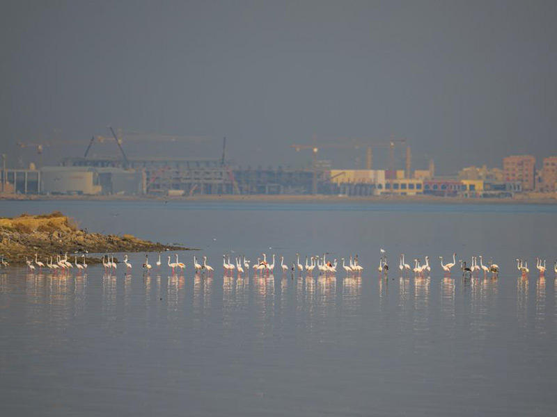 سرب من طيور الفلامينغو في «جون الكويت» (تصوير: عبدالمجيد الشطي)