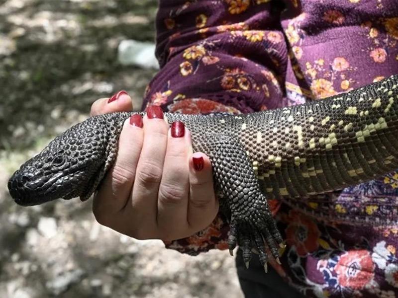 الصغيرة النائمة «نينيو دورمينو» تواجه خطر الانقراض