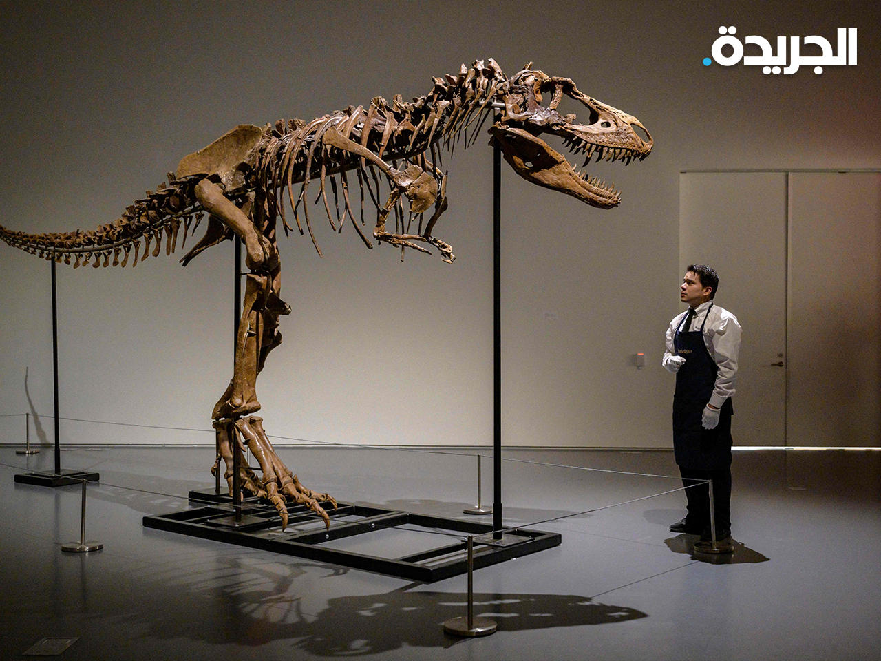 هيكل عظمي كامل لغورغوصور