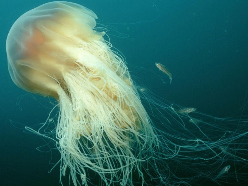 قنديل البحر