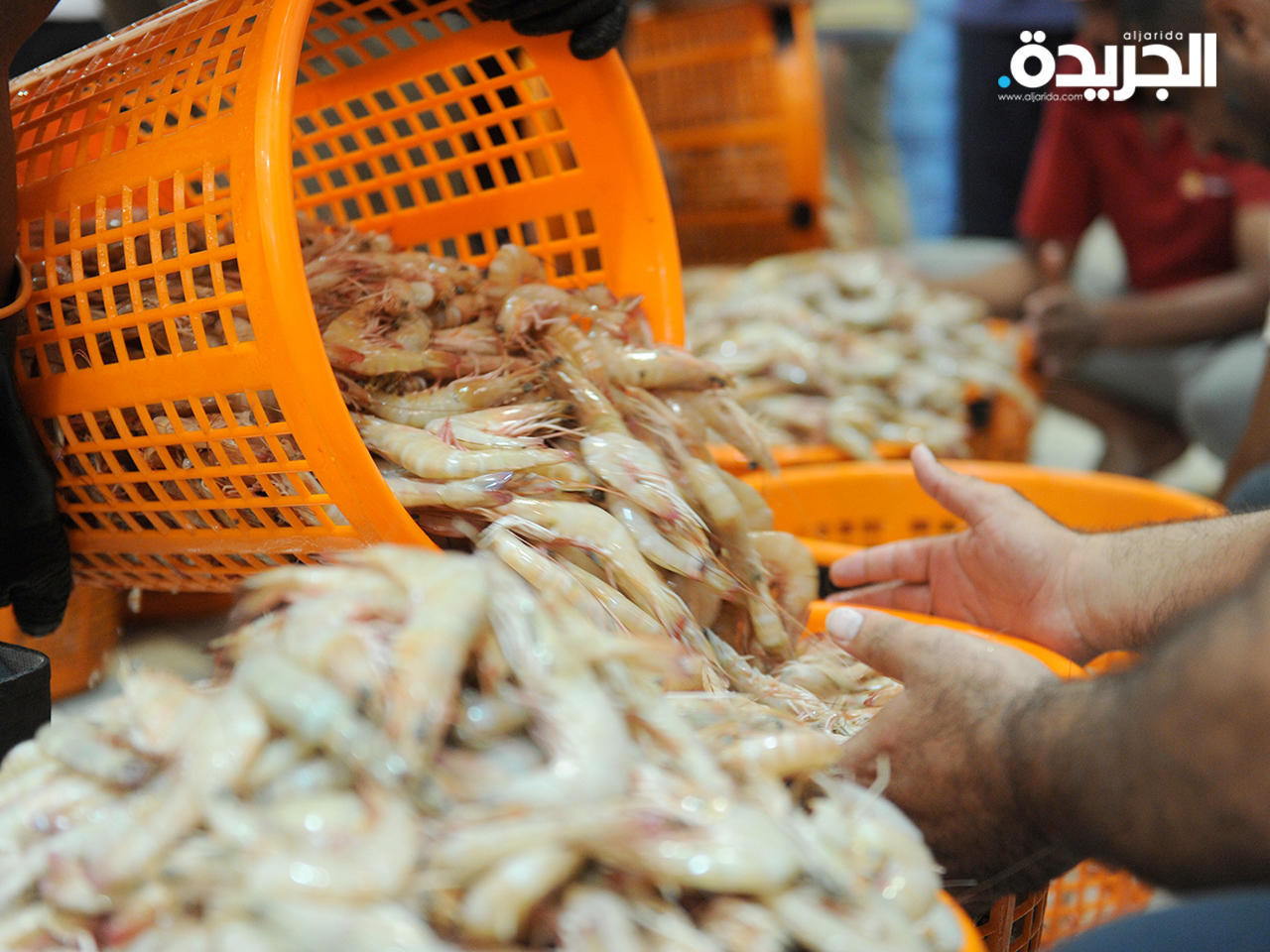 السماح بصيد الروبيان في المنطقة الاقتصادية الخاصة اعتباراً من الغد