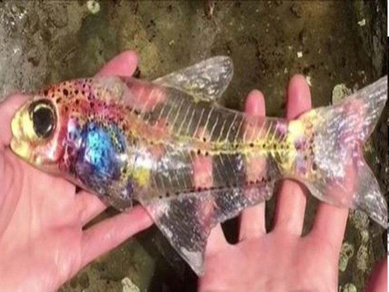 السمكة الشفافة