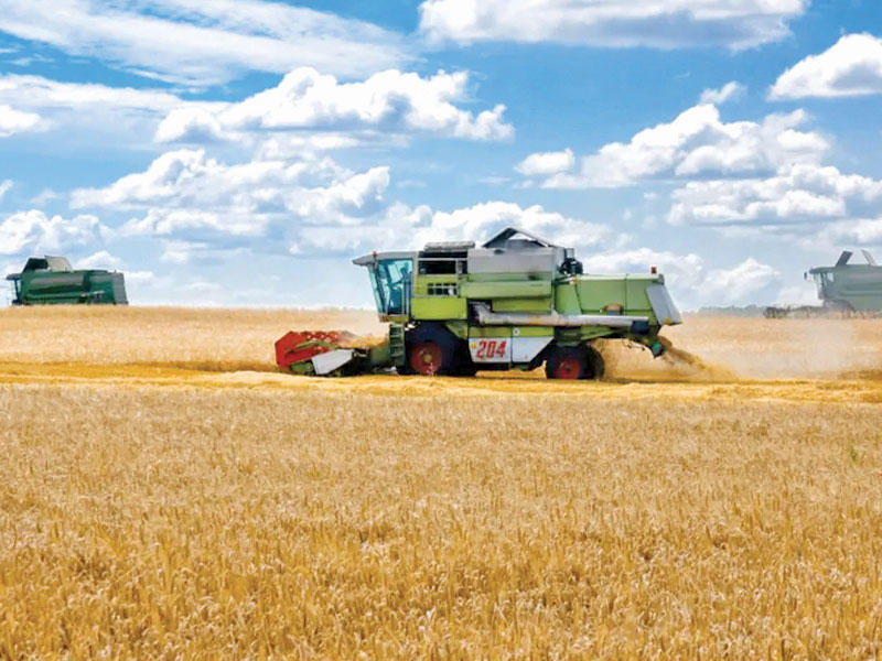 الاستهلاك العالمي للقمح إلى أكبر انخفاض سنوي 