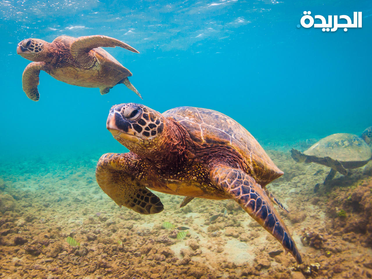 سلاحف بحرية 