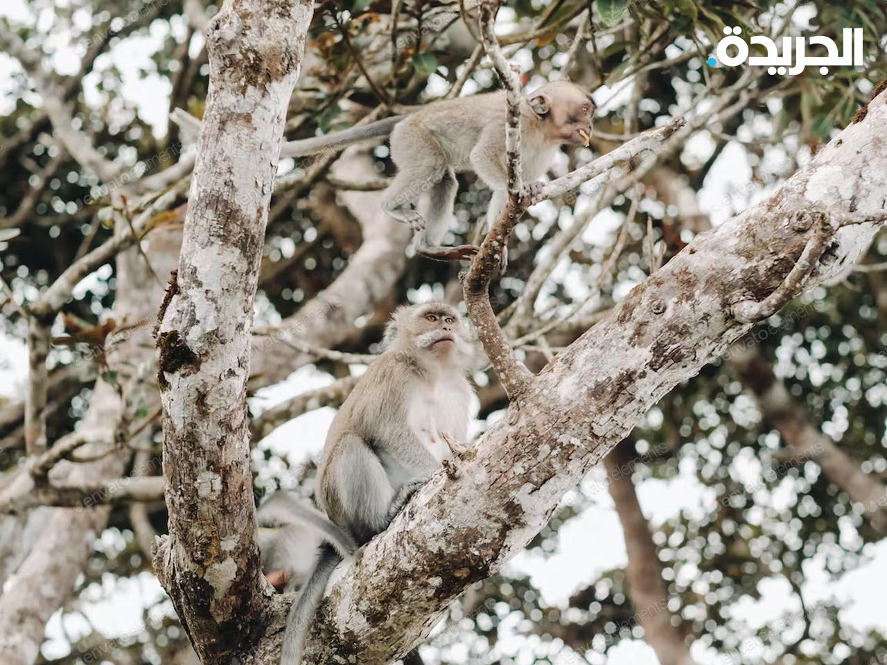 الحياة البرية في العالم معرضة للخطر