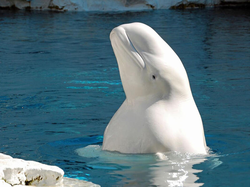 حوتاً أبيض ضل طريقه في نهر السين في فرنسا