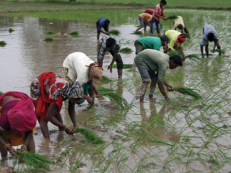إمدادات الأرز العالمية معرضة للخطر