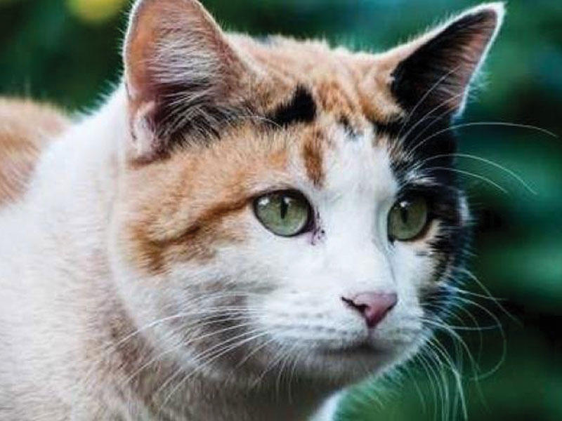 قطة تحمي الجراح من السرقة 