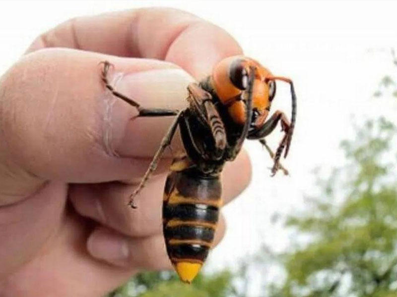 تتعرض بريطانيا لغزو هائل من الدبابير