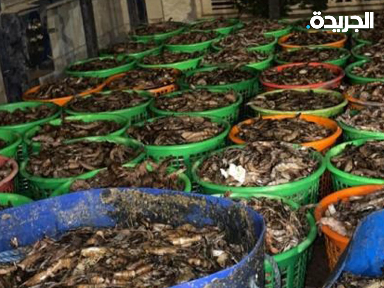 الأسماك المضبوطة