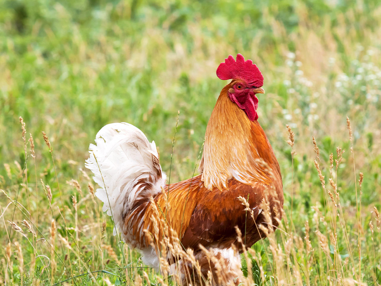 القضاء الألماني ينظر في دعوى إزعاج جيران تسبب فيها ديك
