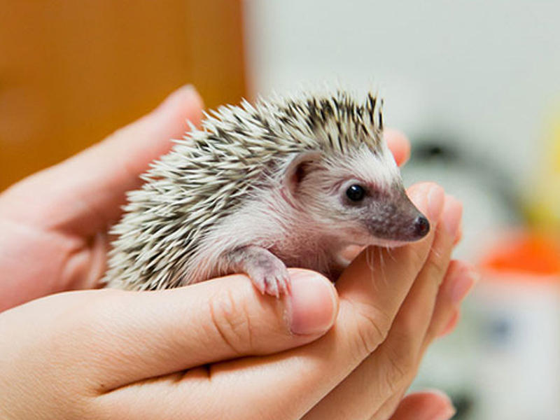 حيوان القنفذ