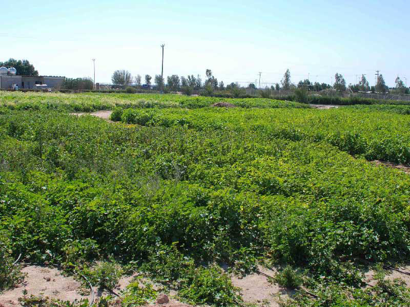 إحدى مزارع العبدلي