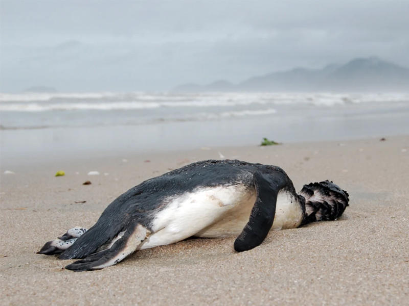 طيور البطريق نافقة على شواطئ سانتا كاتارينا عقب الإعصار