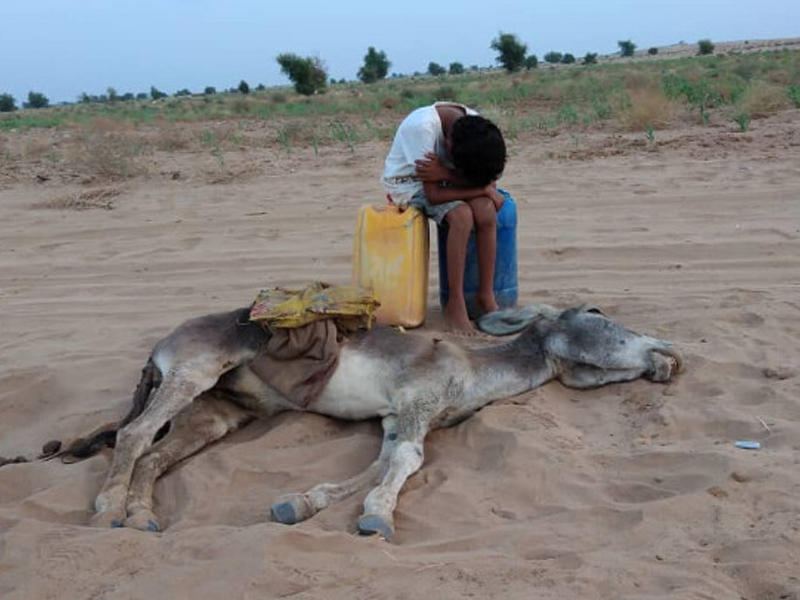 انهيار طفل مغربي بعد نفوق حماره 