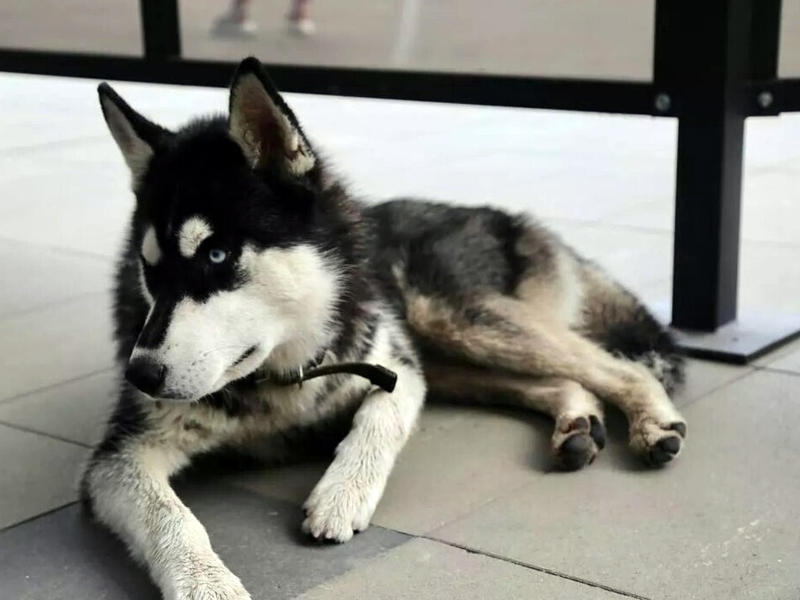 جرو من فصيلة «هاسكي»