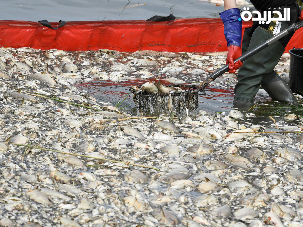 نفوق أسماك في نهر أودر