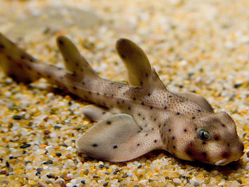 سمكة صغيرة من فصيلة «carpet shark»