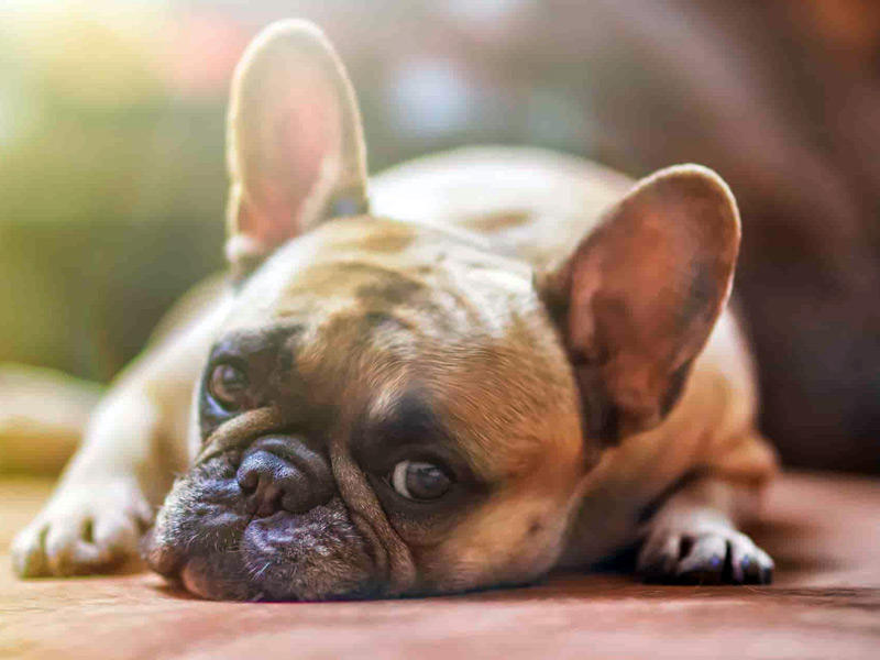 بارفو يقتل كلاب ميتشيغان