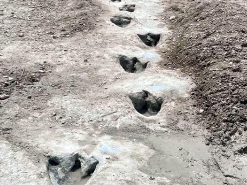 اثار اقدام الديناصور 